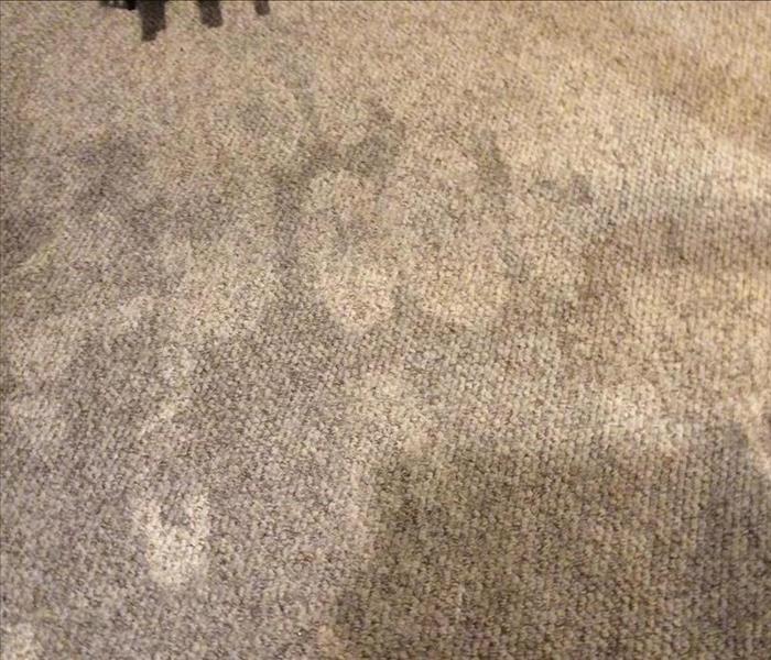 Wet and dirty carpet that needs cleaning in West Orange, NJ