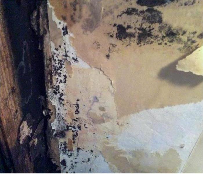 Mold damage on wall