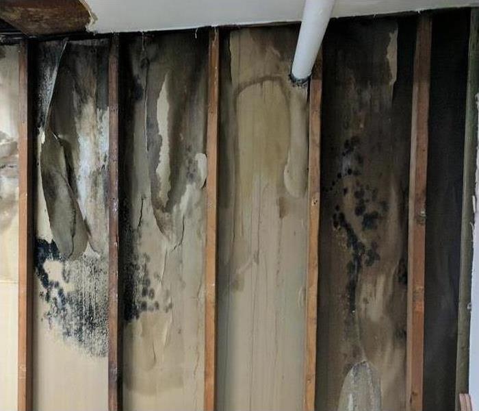 Drywall damaged, drywall with mold growth