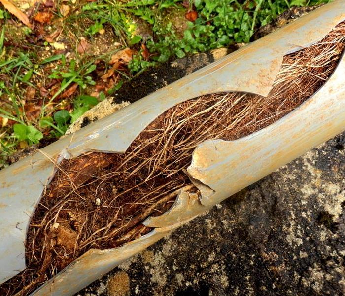 Split drainage pipe caused by ingress of tree roots in Montclair, NJ